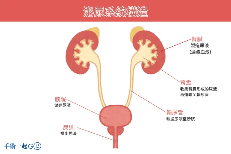 泌尿系統構造