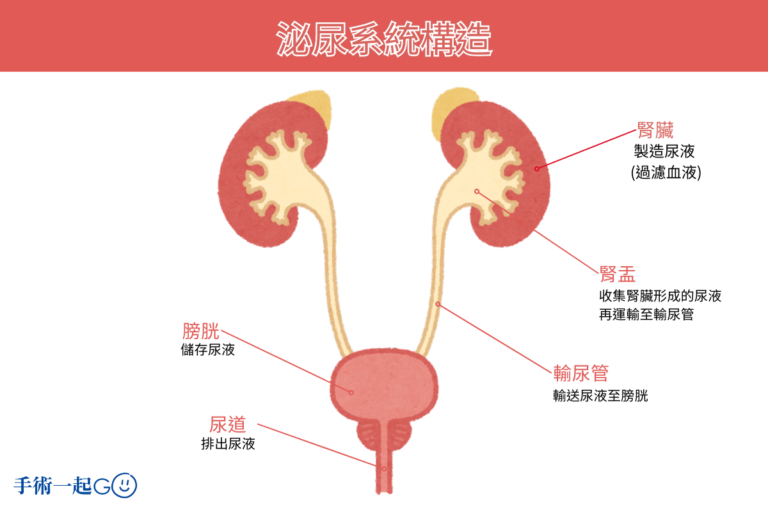 膀胱輸尿管逆流簡稱VUR -尿液的生成與排出-泌尿系統構造